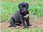 Adopt Sirius a Black Labrador Retriever / Mixed dog in Southbury, CT (38767575)
