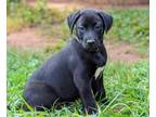 Adopt Luna a Black Labrador Retriever / Mixed dog in Southbury, CT (38788849)