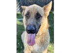 Adopt Explorer a Tan/Yellow/Fawn Anatolian Shepherd / German Shepherd Dog /