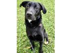 Adopt Bernard a Black Labrador Retriever / Mixed dog in Red Bluff, CA (38770374)