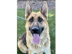 Adopt Kingston a Black German Shepherd Dog / Mixed dog in Red Bluff