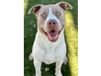 Adopt Tonka a White American Pit Bull Terrier / Mixed dog in Red Bluff
