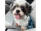 Adopt Pi a White - with Tan, Yellow or Fawn Shih Tzu / Mixed dog in