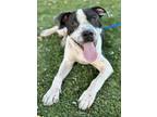 Adopt Ivan a Black American Pit Bull Terrier / Mixed dog in Red Bluff