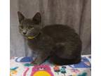 Adopt Winger a Gray or Blue Domestic Shorthair / Domestic Shorthair / Mixed cat