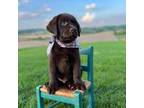 Labrador Retriever Puppy for sale in Dundee, OH, USA