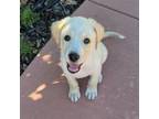 Adopt Rayo a Mixed Breed (Medium) / Mixed dog in Rancho Santa Fe, CA (38718571)