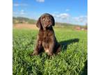 Labrador Retriever Puppy for sale in Dundee, OH, USA