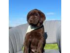 Labrador Retriever Puppy for sale in Dundee, OH, USA