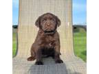 Labrador Retriever Puppy for sale in Dundee, OH, USA