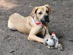 Adopt Kash a Tan/Yellow/Fawn Mastiff / Mixed dog in Georgetown, DE (38650452)