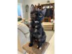 Adopt Marigold a Tortoiseshell Domestic Longhair / Mixed (long coat) cat in