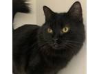 Adopt Eclipse a Domestic Longhair / Mixed (short coat) cat in Fayetteville