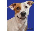 Adopt Hero a Labrador Retriever / Mixed dog in Rockport, TX (38785642)