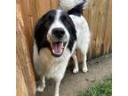 Adopt Pongo a Black Border Collie / Mixed dog in Huntsville, AL (38909582)