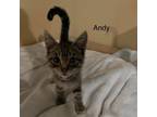 Adopt Andy a Domestic Shorthair / Mixed cat in Spring Hill, KS (38795857)
