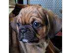 Puggle Puppy for sale in Frazeysburg, OH, USA