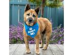 Adopt Stella a Chow Chow / Australian Cattle Dog / Mixed dog in Pacific Grove