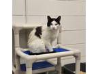 Adopt Antonio a Domestic Shorthair / Mixed cat in Rocky Mount, VA (38872011)