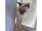 Adopt Brulee' a White Siamese / Mixed cat in San Pablo, CA (38879050)