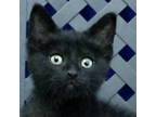 Adopt Bob a Domestic Shorthair / Mixed cat in Midland, TX (38904081)