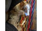 Adopt Ezra a Australian Shepherd / Mixed dog in Spring Hill, KS (38887314)