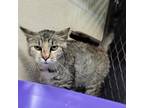 Adopt Bobber a Domestic Shorthair / Mixed cat in Spring Hill, KS (38898567)
