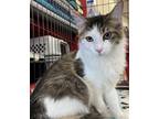Adopt Tewkesbury a Brown Tabby Domestic Mediumhair / Mixed (medium coat) cat in