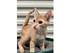 Adopt Mason a Domestic Shorthair / Mixed (short coat) cat in St.