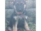 German Shepherd Dog Puppy for sale in Brookville, PA, USA