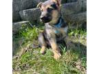 German Shepherd Dog Puppy for sale in Brookville, PA, USA