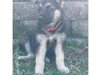 German Shepherd Dog Puppy for sale in Brookville, PA, USA