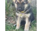 German Shepherd Dog Puppy for sale in Brookville, PA, USA