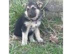 German Shepherd Dog Puppy for sale in Brookville, PA, USA