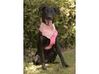 Adopt Kylie a Black Labrador Retriever / Mixed dog in Dana Point, CA (38804204)