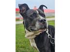 Adopt Edith a Black American Pit Bull Terrier / Mixed dog in Pequot Lakes