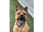 Adopt Canelo a Red/Golden/Orange/Chestnut Chow Chow / Mixed dog in Fishers
