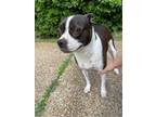 Adopt ZCL-D-Ariya a Boston Terrier / Jack Russell Terrier / Mixed dog in Horn