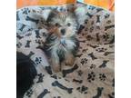 Yorkshire Terrier Puppy for sale in Lilly, PA, USA