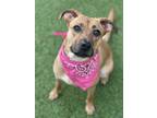 Adopt MargaRITA a Black Mouth Cur dog in Atlanta, GA (38919069)