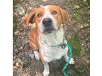 Adopt Carson a Hound (Unknown Type) / Mixed dog in Birmingham, AL (38900858)