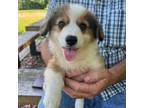 Pembroke Welsh Corgi Puppy for sale in Stillwater, OK, USA