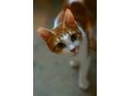 Adopt Chloe a Orange or Red (Mostly) Manx / Mixed (short coat) cat in Attalla