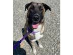 Adopt Muddy Buddy a Tan/Yellow/Fawn Anatolian Shepherd / Mixed dog in Woodland