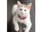 Adopt Fritter a Cream or Ivory (Mostly) Domestic Shorthair / Mixed (short coat)