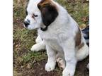 Saint Bernard Puppy for sale in Neenah, WI, USA