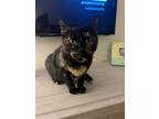 Adopt Sweet Pea a All Black Domestic Shorthair / Domestic Shorthair / Mixed cat