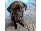 Adopt Stitch a Black Pit Bull Terrier / Mixed dog in Shawnee, KS (38771795)