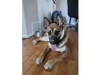 Adopt Rogue a Brown/Chocolate German Shepherd Dog / Mixed dog in El Paso