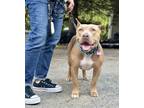 Adopt Ryder a Tan/Yellow/Fawn - with White American Staffordshire Terrier /